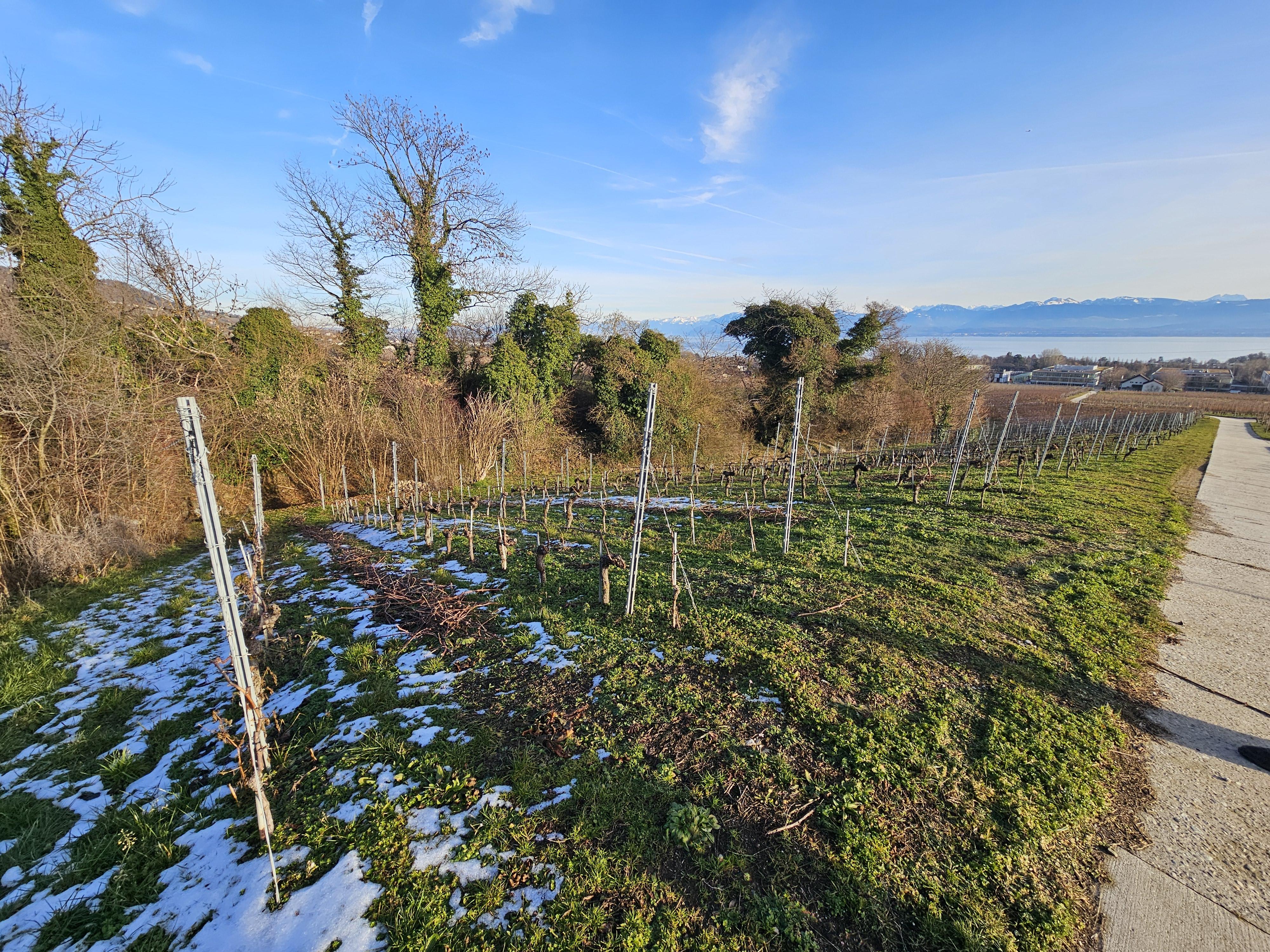 Domaine vitivinicole La Côte - Image# 13