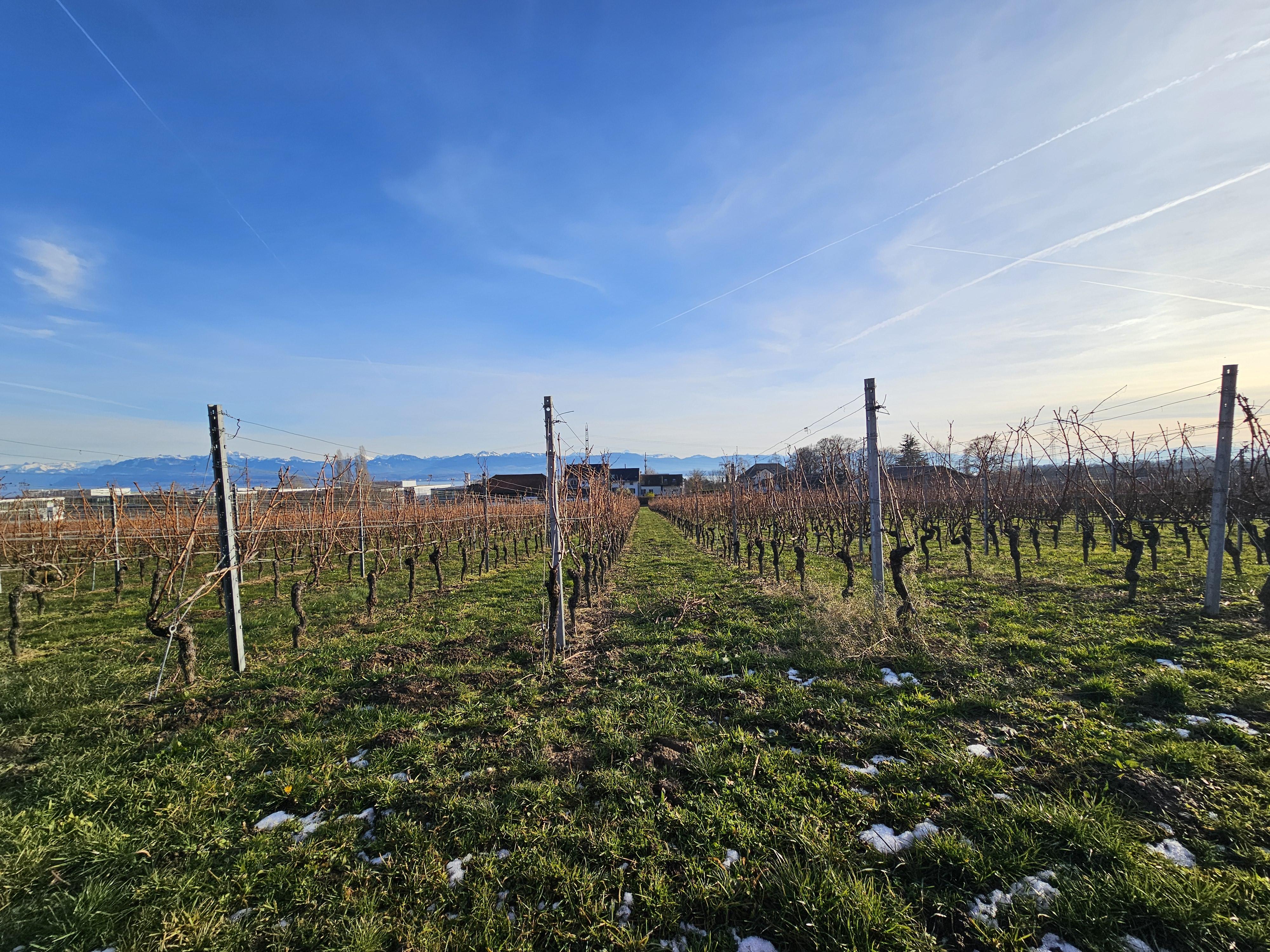 Domaine vitivinicole La Côte - Image# 15