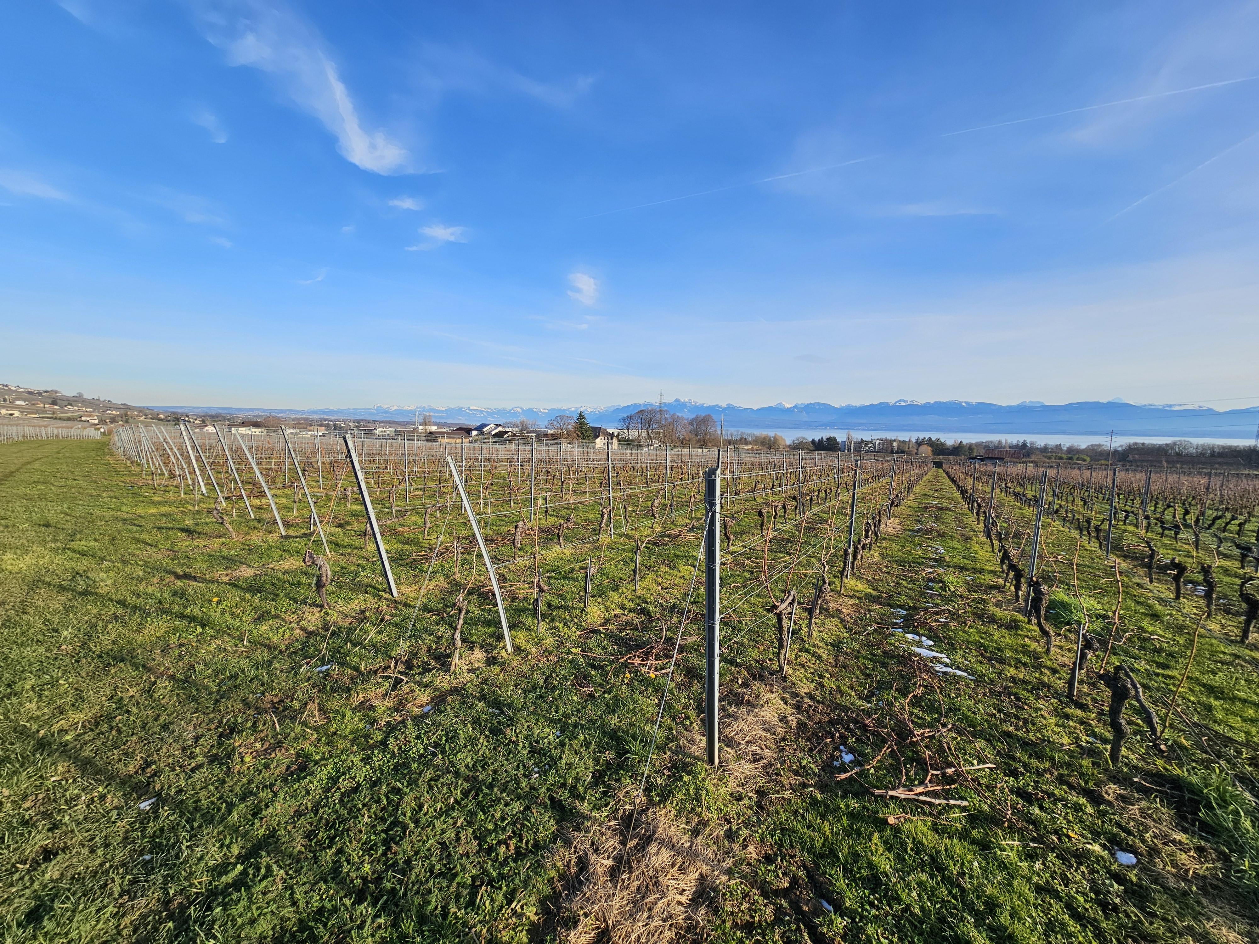 Domaine vitivinicole La Côte - Image# 16